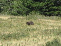 Black Bear